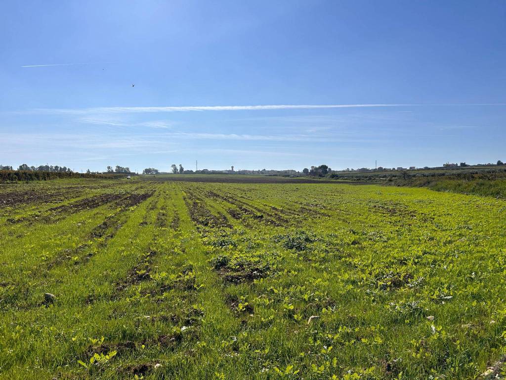 Terreno agricolo via del mare, nuova cliternia, campomarino