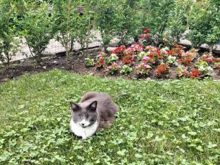 Giardino