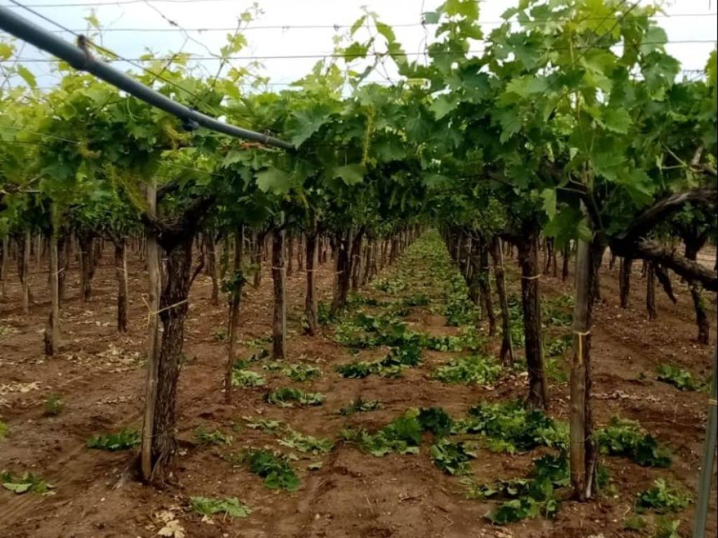 Terreno agricolo strada provinciale galere, canosa di puglia