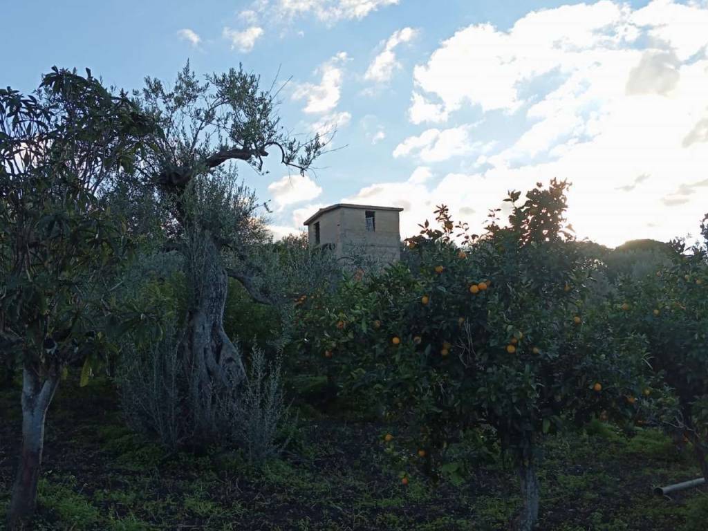 Terreno agricolo contrada piana calzata, campofelice di roccella