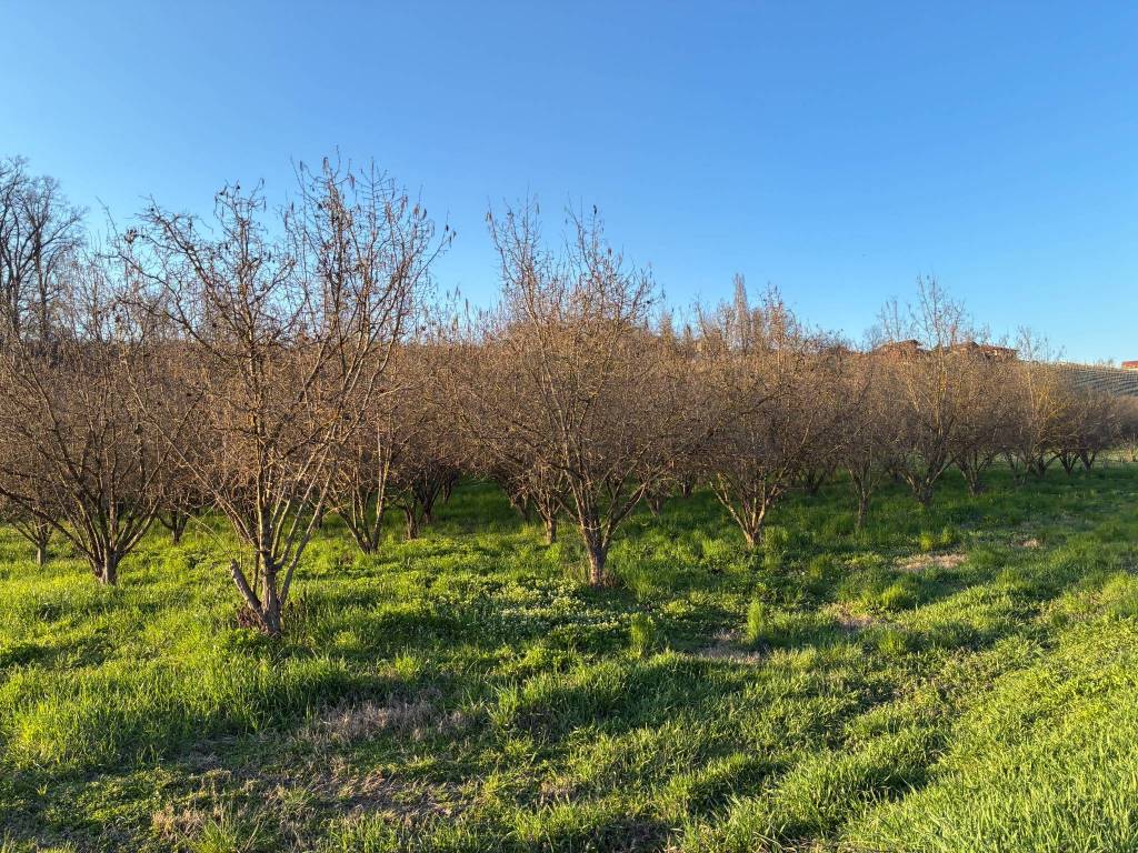 Terreno agricolo località ravinali, roddi