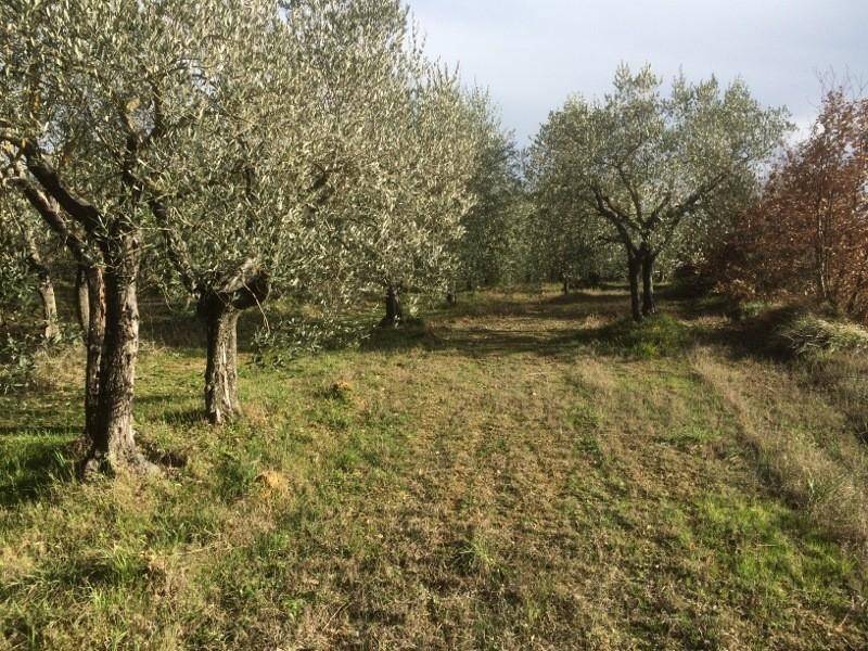 Terreno agricolo, colle bassa, via gramsci, colle di val d'elsa