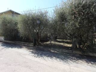 Zona