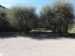 Zona