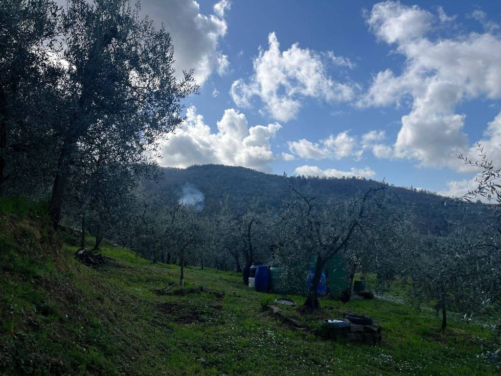 Terreno agricolo, olmo, arezzo