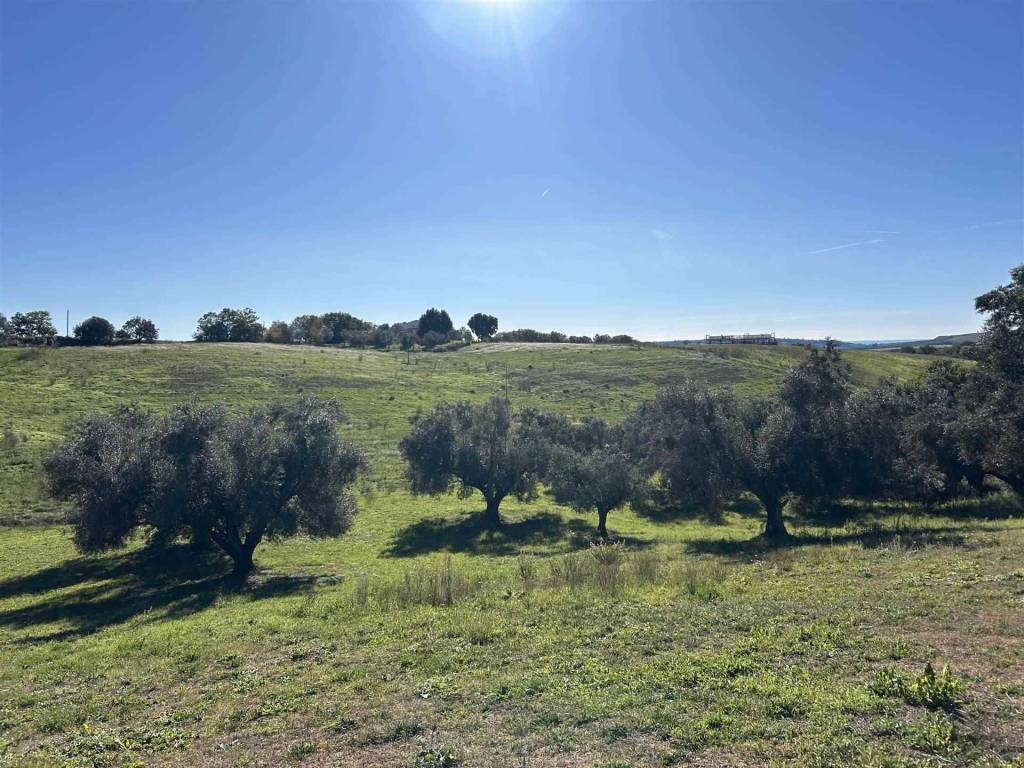 Terreno agricolo località montebello, tuscania