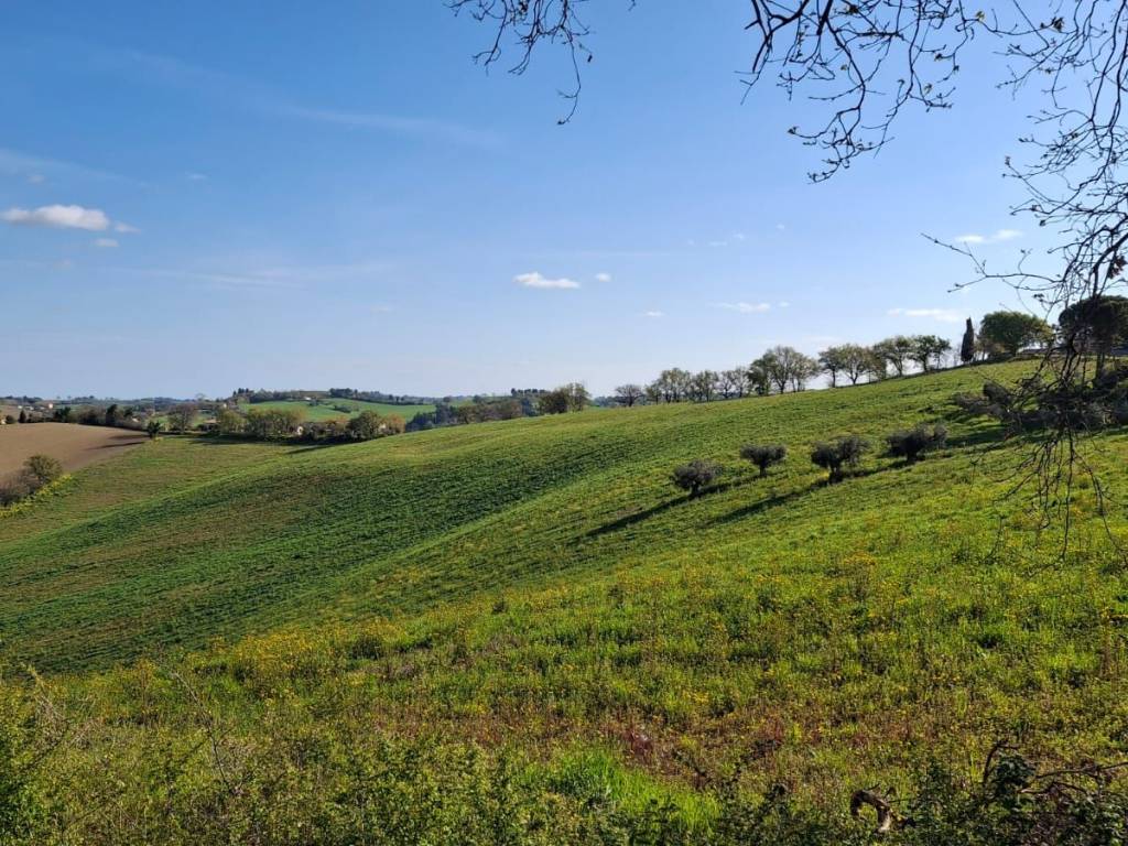 Terreno agricolo via della torre 116, borgo passera, sant'angelo, bettolelle, senigallia