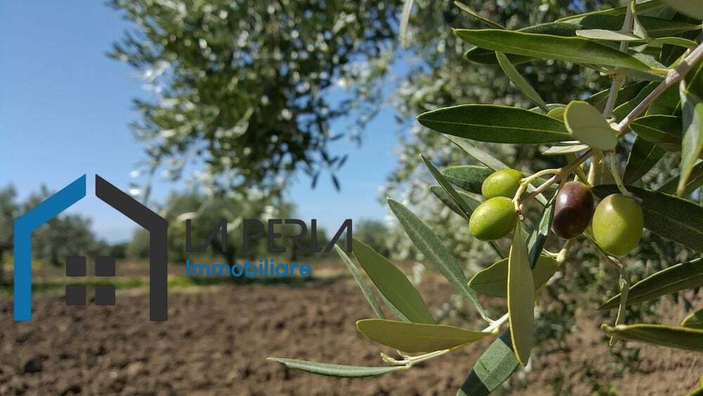 Terreno agricolo olmo, cerignola