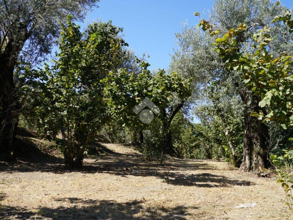 Terreno