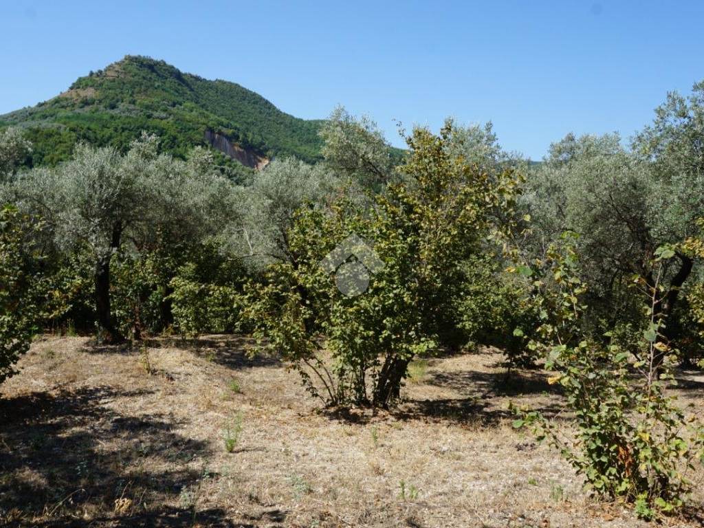 Terreno