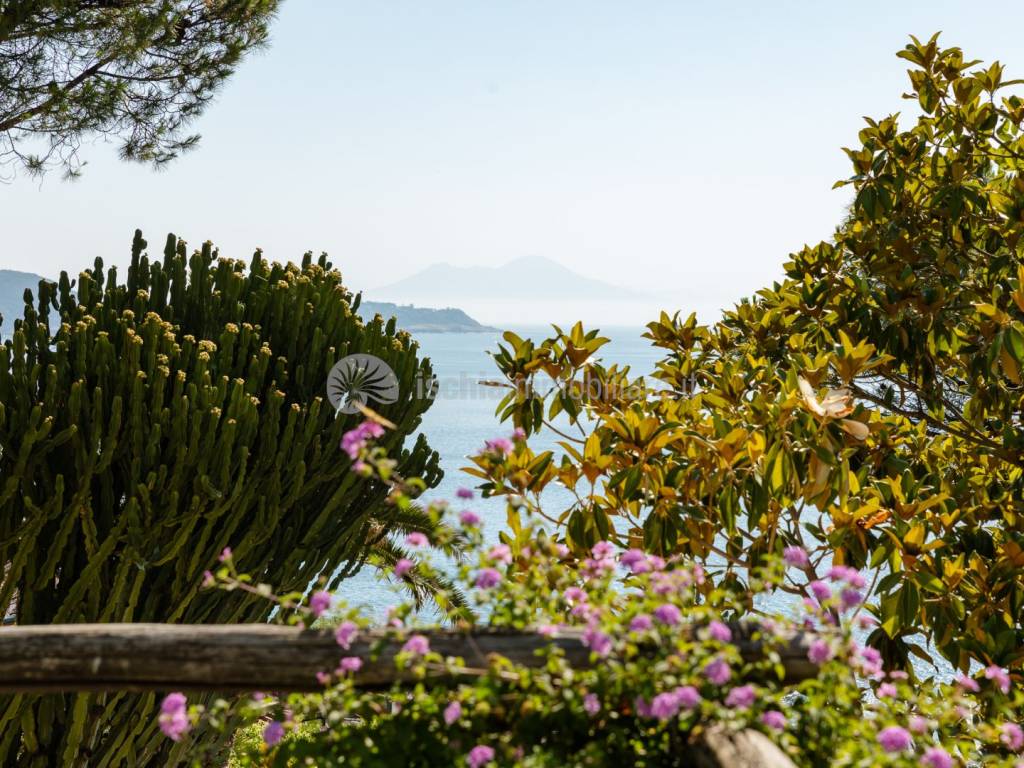 Vista
