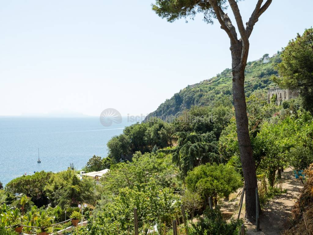 Vista
