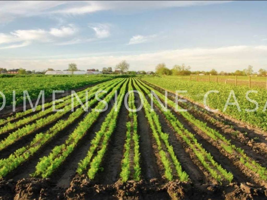 Terreno agricolo, carrobbio zeni, mirandola