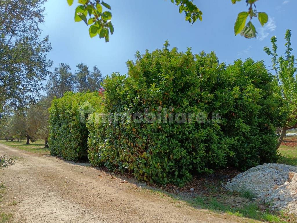 Terreno