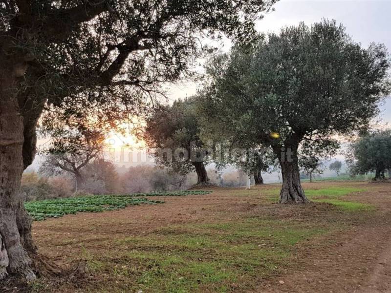 Terreno