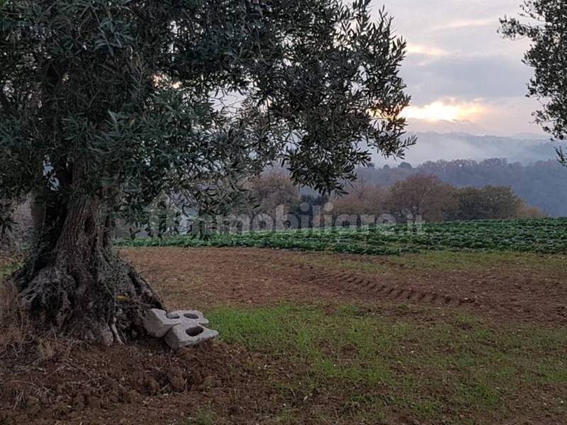 Terreno