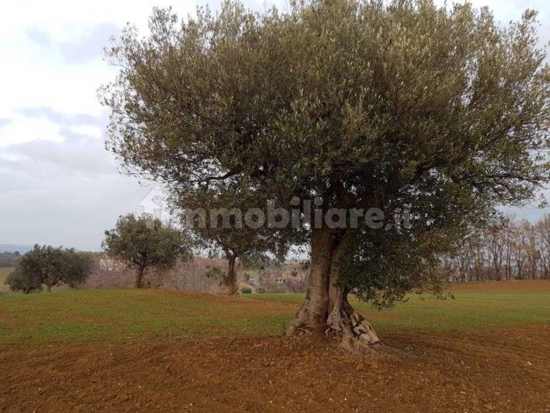 Terreno