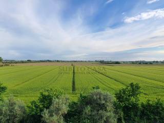 Vista