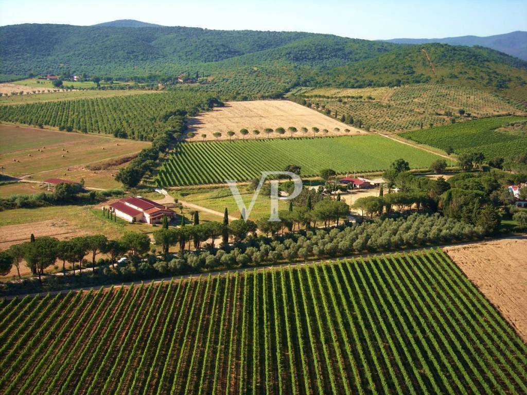 Vista