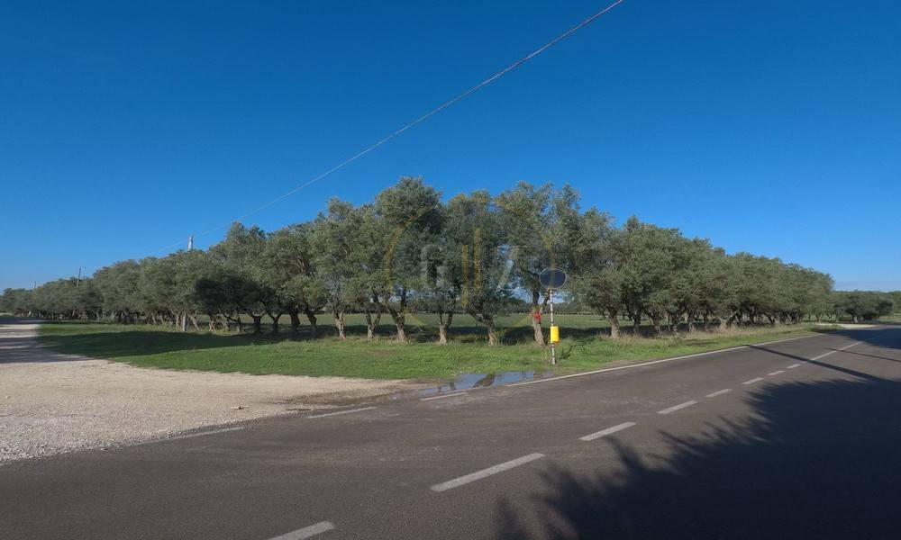Terreno