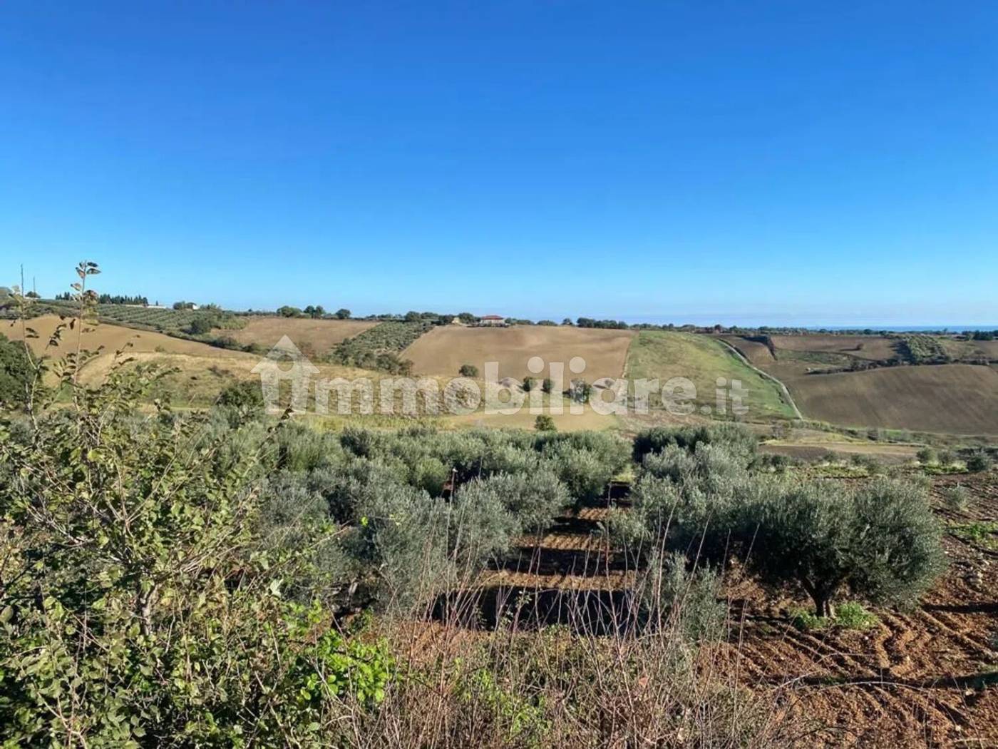 Terreno Agricolo 3,5 Ettari con Uliveto - Colle delle Sentinelle Guglionesi
