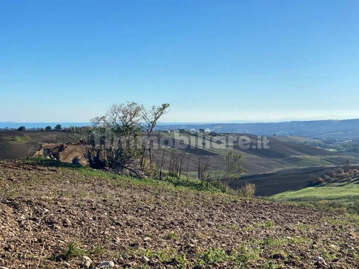 Terreno Agricolo 3,5 Ettari con Uliveto - Colle delle Sentinelle Guglionesi - foto 2