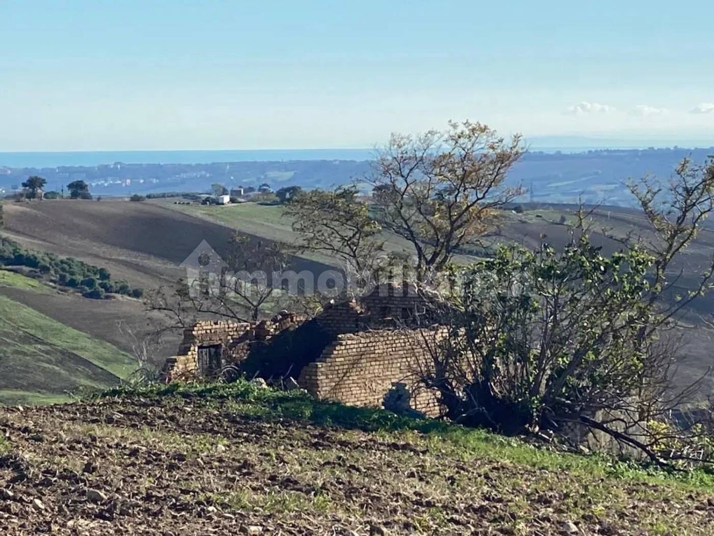 Terreno Agricolo 3,5 Ettari con Uliveto - Colle delle Sentinelle Guglionesi - foto 4