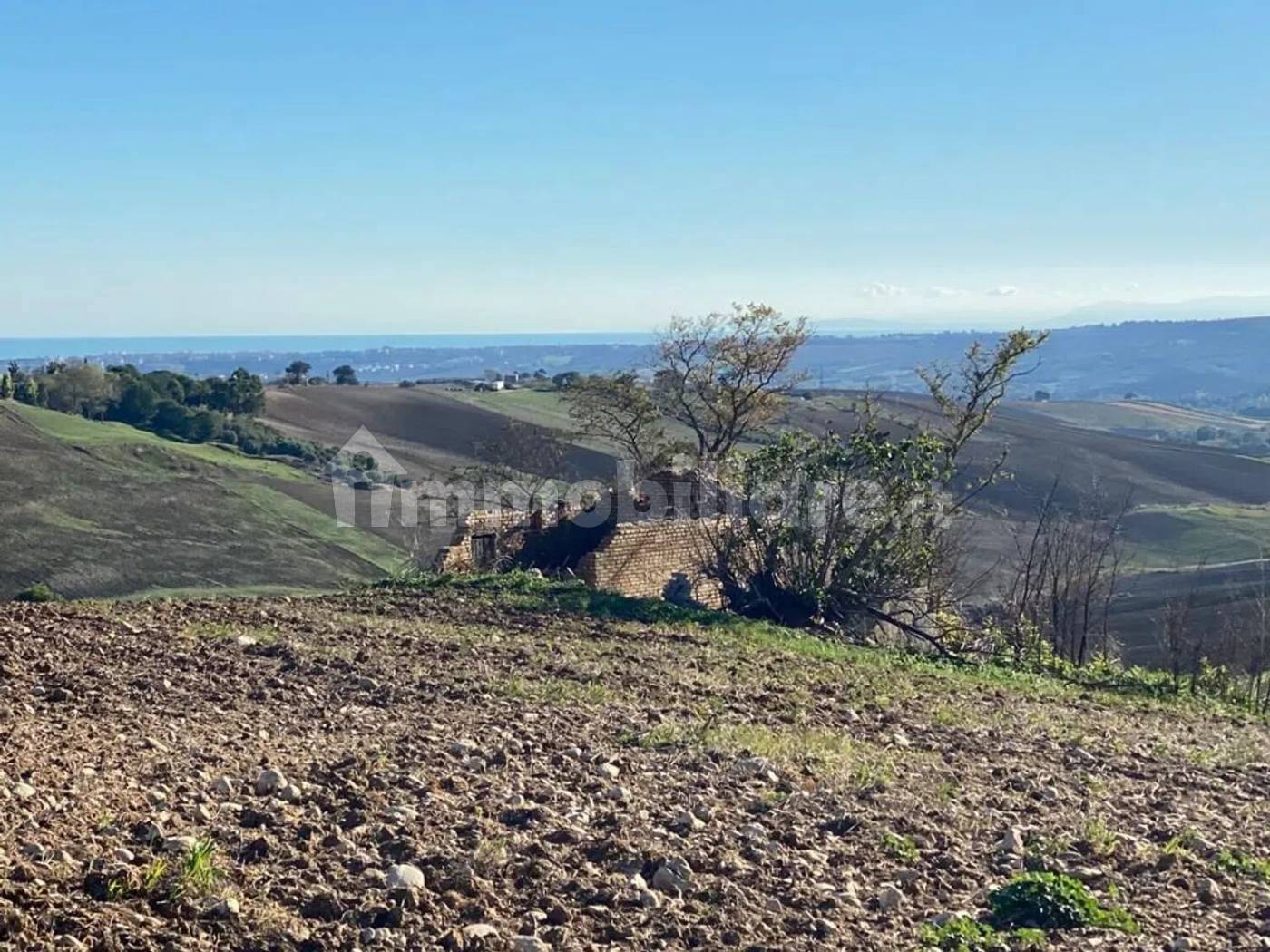 Terreno Agricolo 3,5 Ettari con Uliveto - Colle delle Sentinelle Guglionesi - foto 5