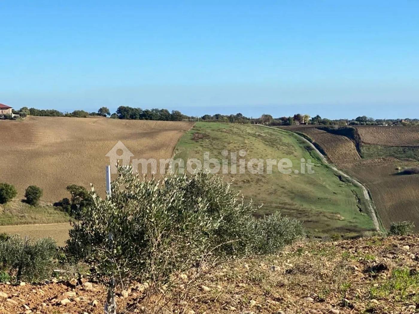 Terreno Agricolo 3,5 Ettari con Uliveto - Colle delle Sentinelle Guglionesi - foto 6