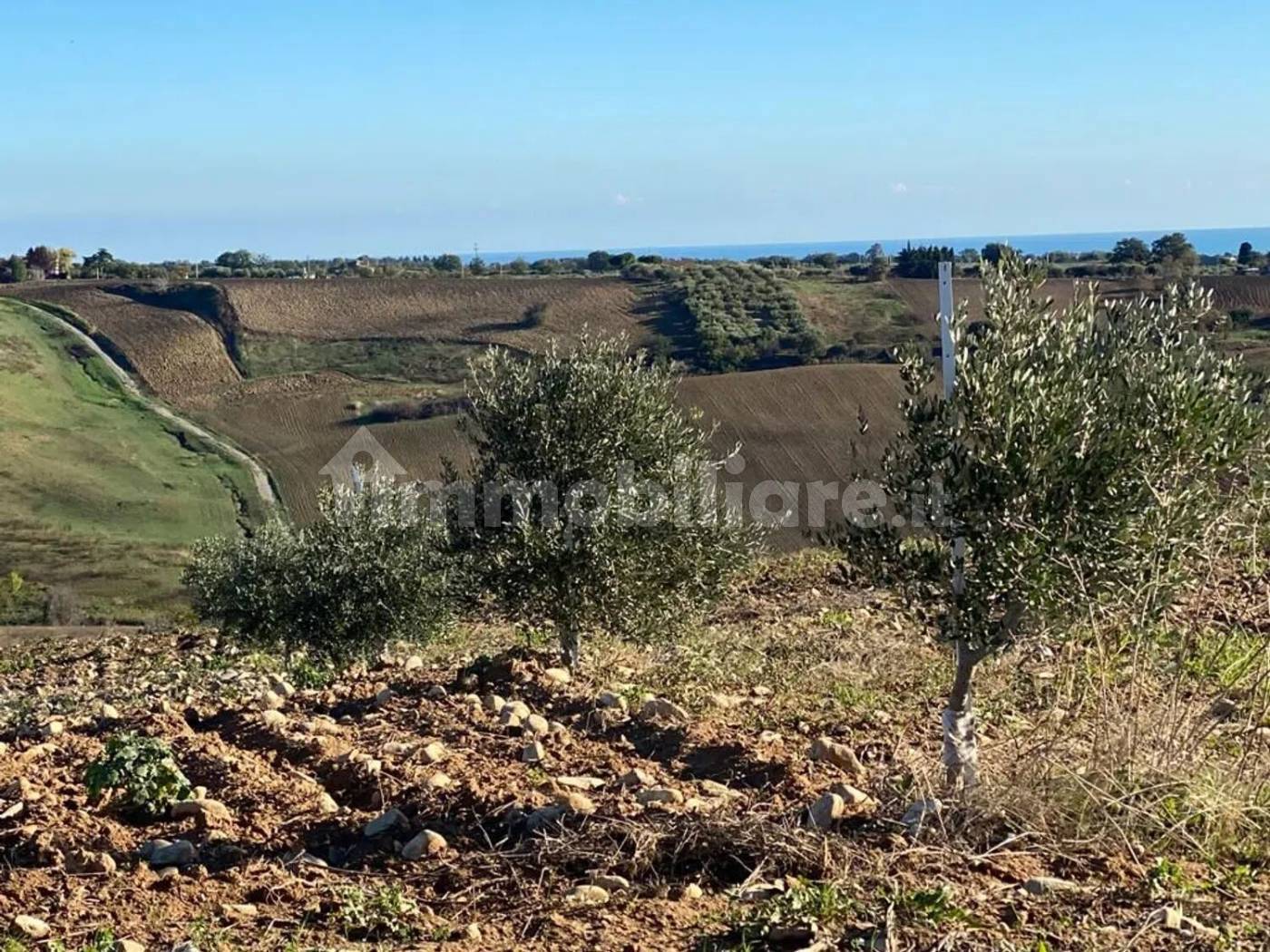 Terreno Agricolo 3,5 Ettari con Uliveto - Colle delle Sentinelle Guglionesi - foto 7
