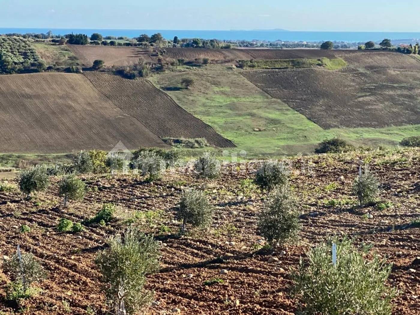 Terreno Agricolo 3,5 Ettari con Uliveto - Colle delle Sentinelle Guglionesi - foto 8