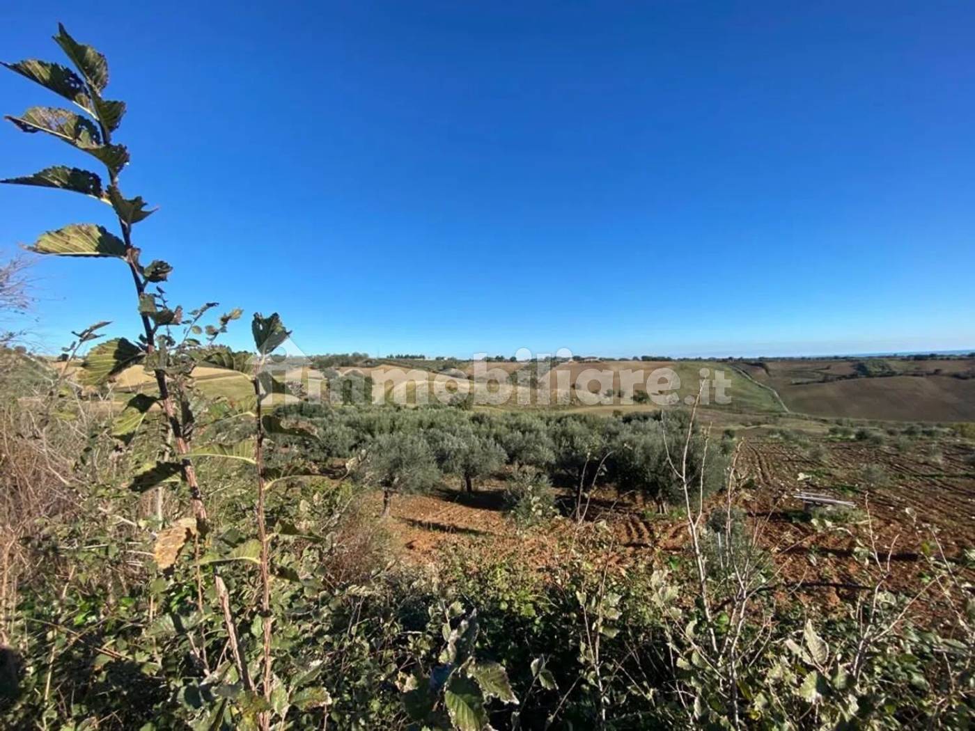 Terreno Agricolo 3,5 Ettari con Uliveto - Colle delle Sentinelle Guglionesi - foto 9