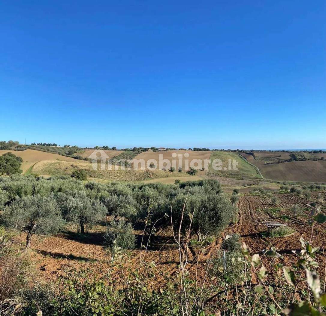 Terreno Agricolo 3,5 Ettari con Uliveto - Colle delle Sentinelle Guglionesi - foto 10