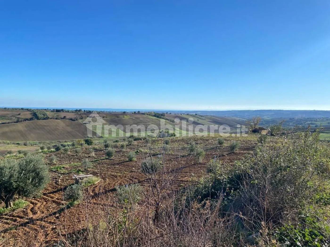 Terreno Agricolo 3,5 Ettari con Uliveto - Colle delle Sentinelle Guglionesi - foto 11