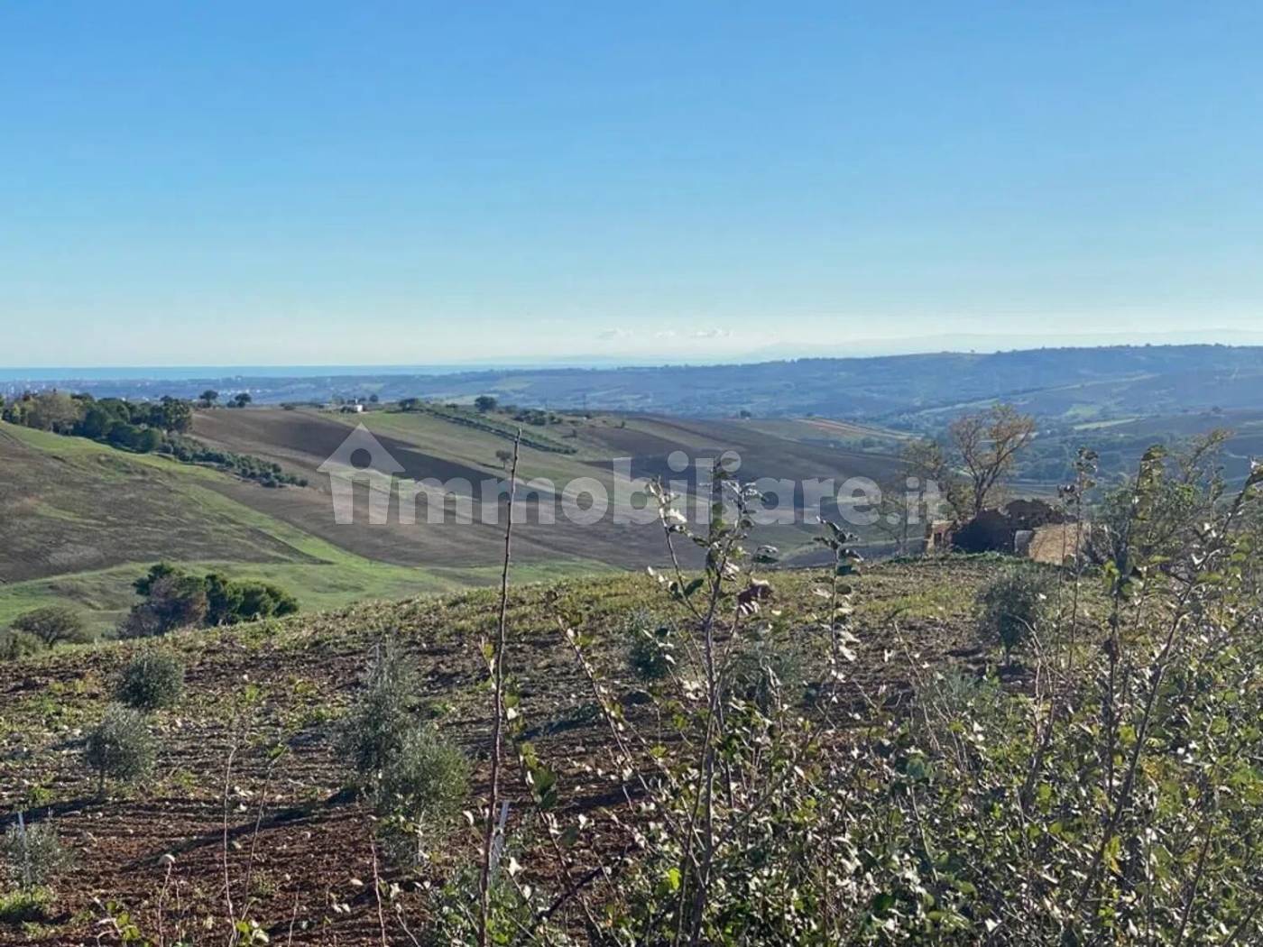 Terreno Agricolo 3,5 Ettari con Uliveto - Colle delle Sentinelle Guglionesi - foto 13