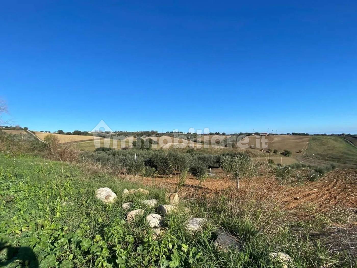 Terreno Agricolo 3,5 Ettari con Uliveto - Colle delle Sentinelle Guglionesi - foto 14
