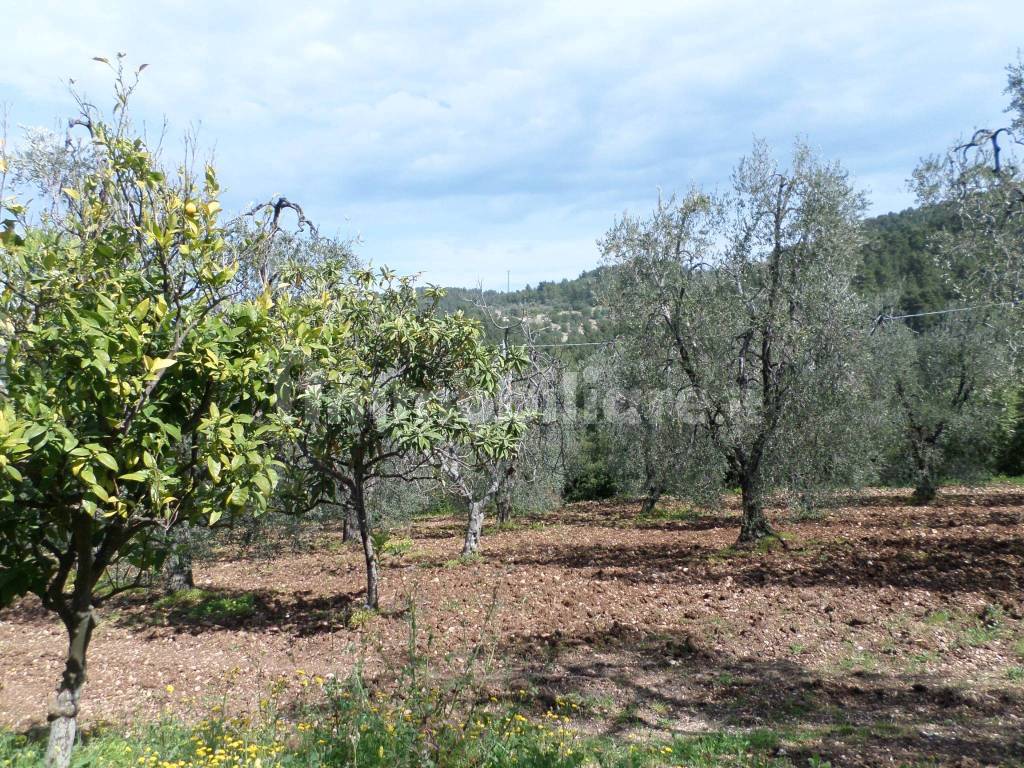 Terreno