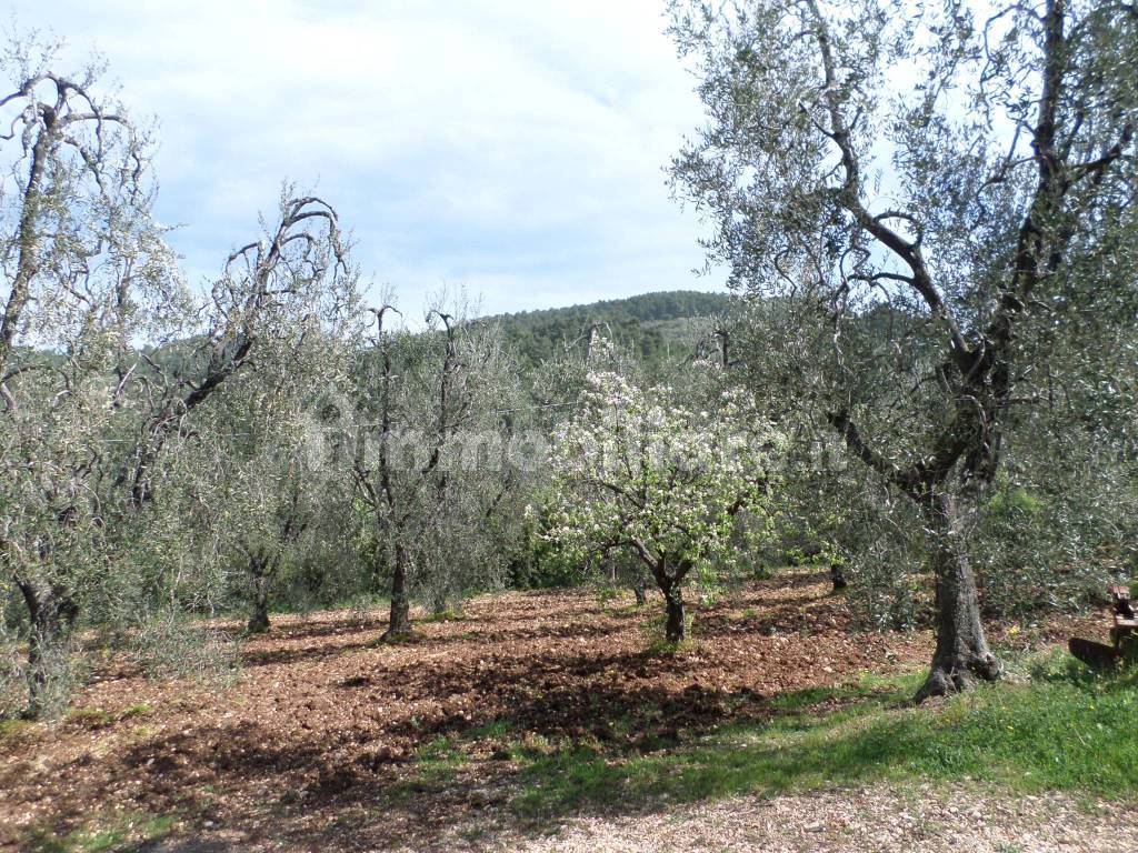 Terreno