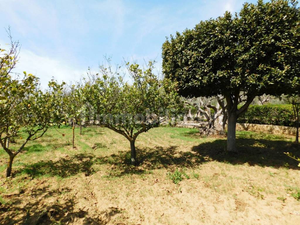 Terreno