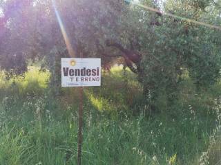 Zona