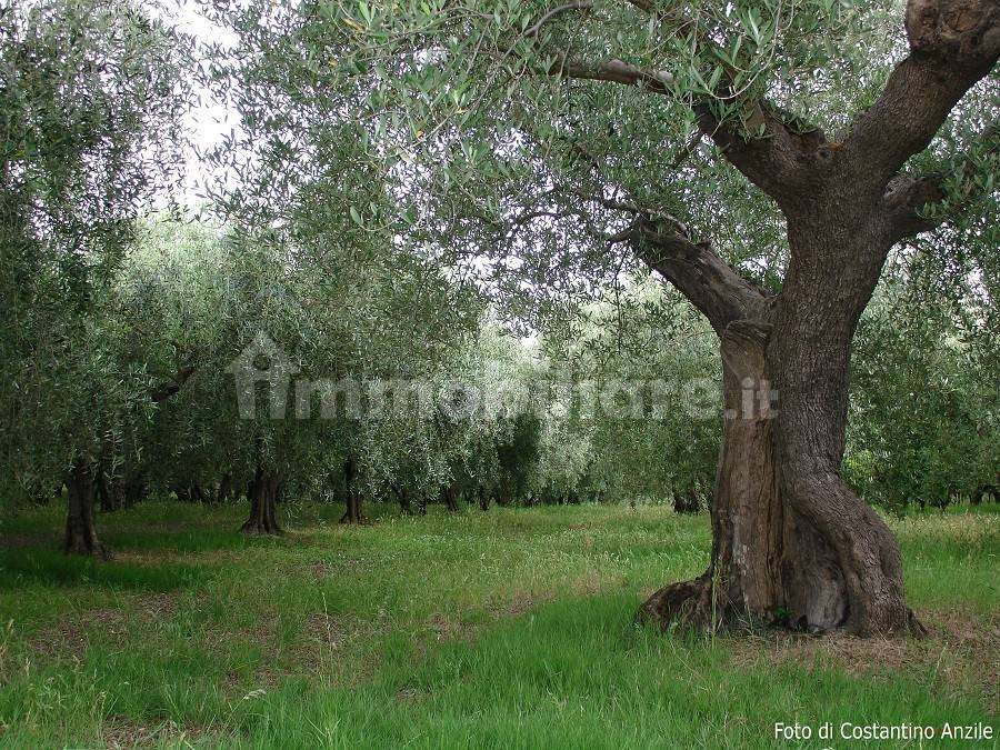 Terreno