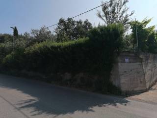 Zona