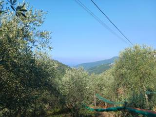 Vista