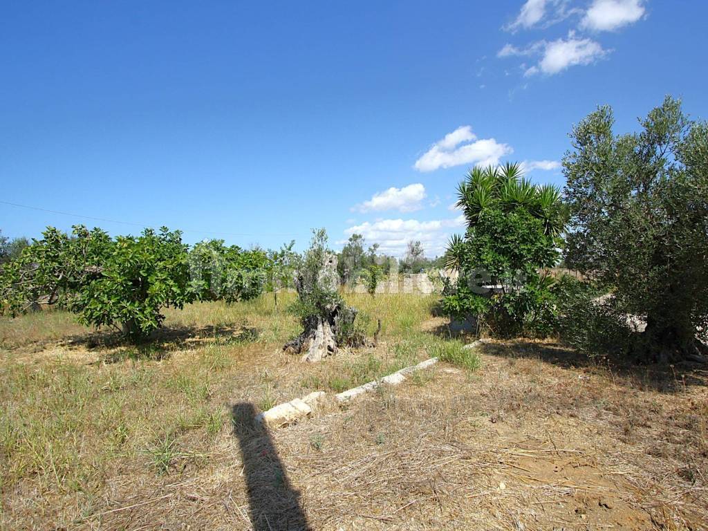 Terreno
