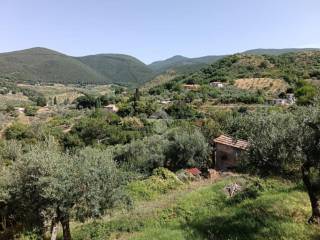 Vista