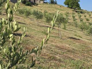 Terreno