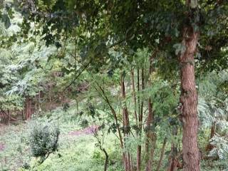 Zona