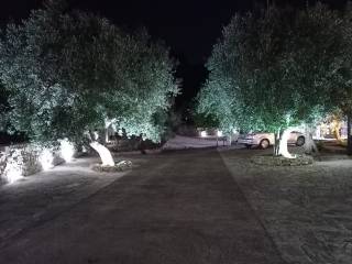 Zona
