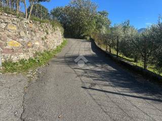 Zona
