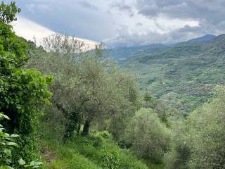 Vista